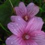 Dwarf Checkerbloom (Sidalcea malviflora ssp. malviflora): This native Checkerbloom was extremely abundant on the trail.